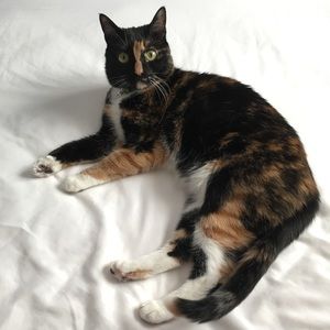 🌸✨ CLOSET INFO ✨🌸